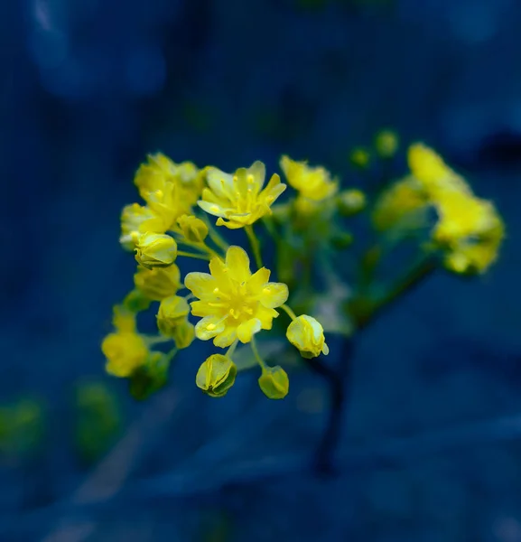 Sinfonía Dorada Flores Silvestres Vibrantes Floreciendo Primavera Norte Europa —  Fotos de Stock