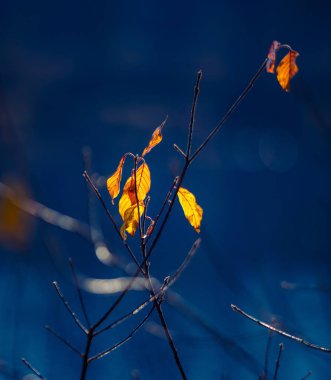 Sonbaharın Parlak Paleti: Kuzey Avrupa 'daki Gölü Saran Canlı Yapraklar
