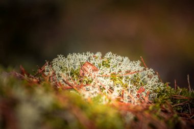 Büyüleyici Vahşi Doğa: Kuzey Avrupa 'da Yaz Kucaklaşması' nda Yerli Bitkiler Gelişiyor