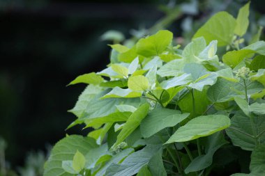 Doğanın Yeşil Duvar Halısı: Kuzey Avrupa 'daki Yaz Bahçesi' nde Yeşillik Yeşil Yapraklar