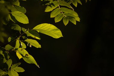 Zümrüt Tepe: Kuzey Avrupa 'da Yazın Yeşilleşen Yeşil Ağaç Yaprakları