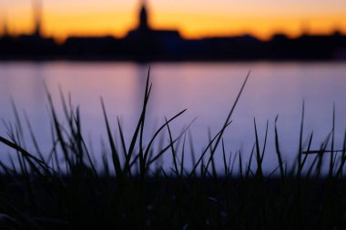 Doğanın Şafak Koreografisi: Kuzey Avrupa 'da Sabah Işığında Siluetli Yaz Bitkileri