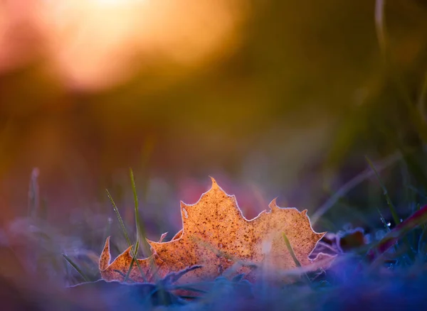 Höstens Målade Krontak Lysande Löv Prydande Skogar Norra Europa — Stockfoto