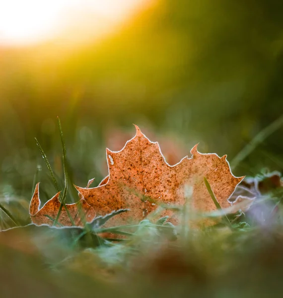 秋の絵画コピー 北ヨーロッパの鮮やかな葉 Adorning Woodlands — ストック写真