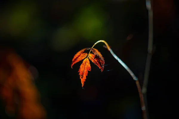 stock image Autumn's Painted Canopy: Brilliant Leaves Adorning Woodlands in Northern Europe