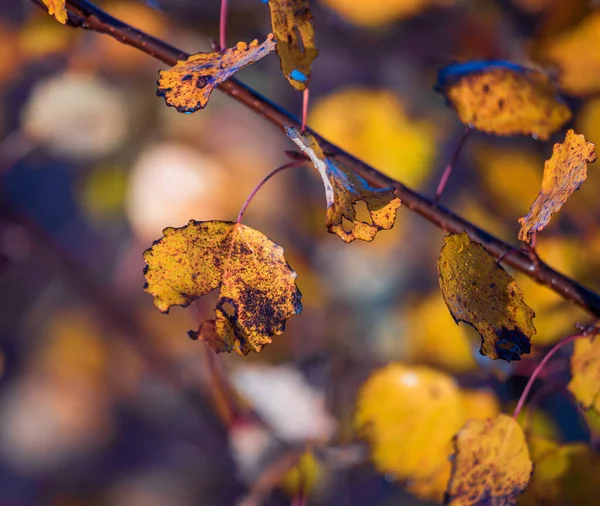 Осінній Пофарбований Купол Блискучі Листя Обожнюють Ліси Північній Європі — стокове фото