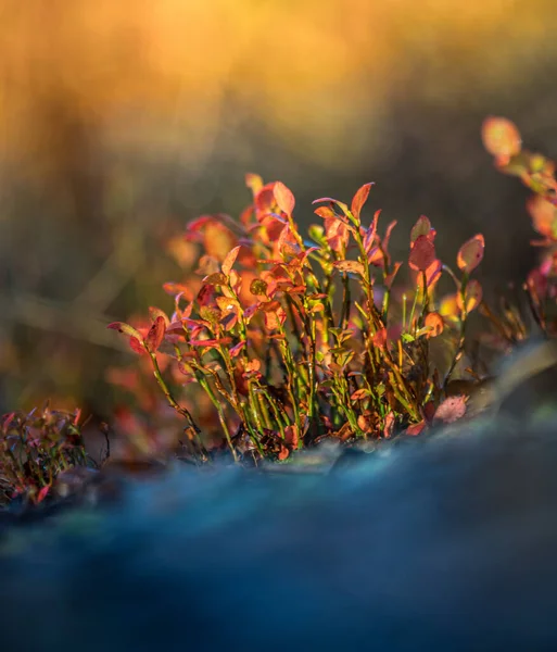 가을의 북유럽 자연의 태피스트리에 — 스톡 사진