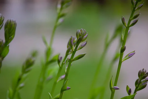 Βερντίκι Της Φύσης Πλούσια Πράσινα Φύλλα Ανθίζουν Στο Θερινό Κήπο — Φωτογραφία Αρχείου