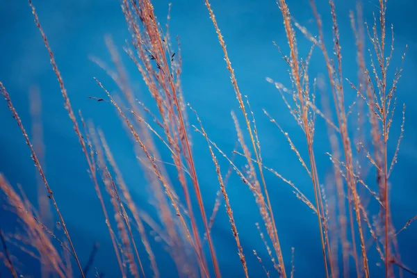 Оаза Оазис Лакезид Зелені Рослини Які Живляться Водою Північній Європі — стокове фото