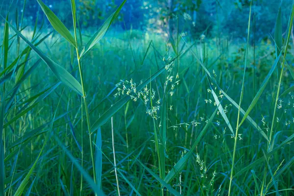 레이크 사이드 오아시스 북유럽 의물에 번성하고 녹색식물 — 스톡 사진