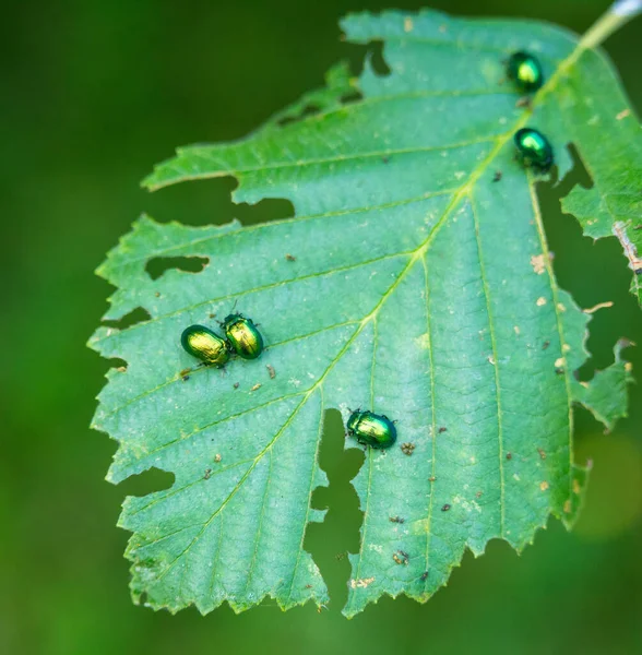 Smaragdový Baldachýn Bujné Zelené Listy Stromů Kvetoucí Létě Severní Evropě — Stock fotografie