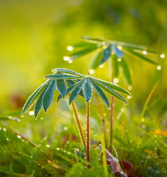 Nature Dewy Elegance Lupin Leaves Adornadas Gotas Água Norte Europa — Fotografia de Stock