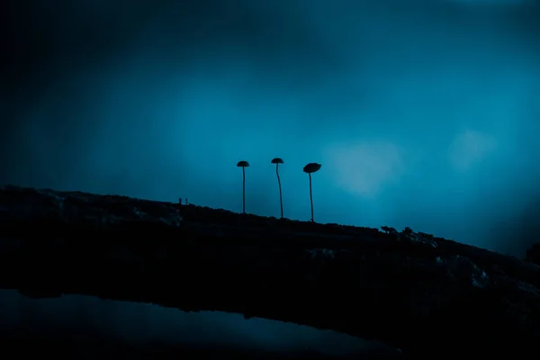Sombras Encantadas Setas Pequeñas Con Siluetas Tronco Caído Norte Europa — Foto de Stock
