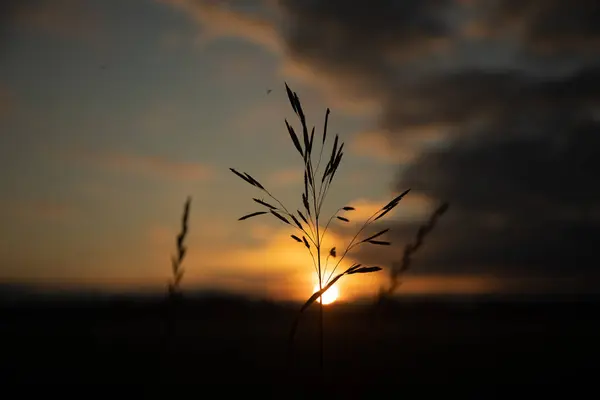 Nature Dawn Choreography Plantes Été Silhouettées Dans Lueur Matin Europe — Photo