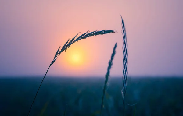 自然界の夜明け振付 北ヨーロッパの朝焼けの夏の植物 — ストック写真