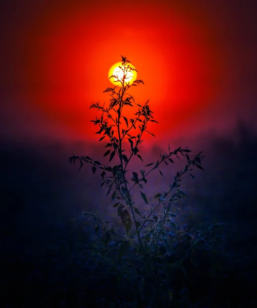 Doğanın Şafak Koreografisi Kuzey Avrupa Sabah Işığında Siluetli Yaz Bitkileri — Stok fotoğraf