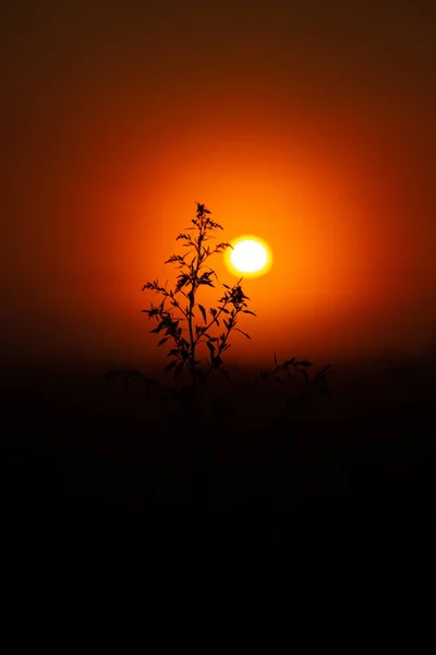 Nature Dawn Choreography Silhouetted Summer Plants Morning Glow Northern Europe — Stockfoto