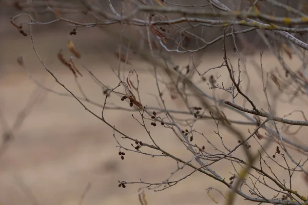 stock image Rebirth in Silence: Awakening of Bare Branches in Spring in Northern Europe