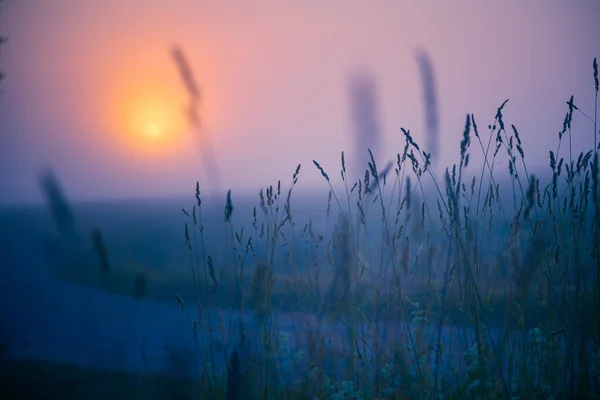 Natures Dawn Choreography Silhouetted Summer Plants Morning Glow Northern Europe 로열티 프리 스톡 사진