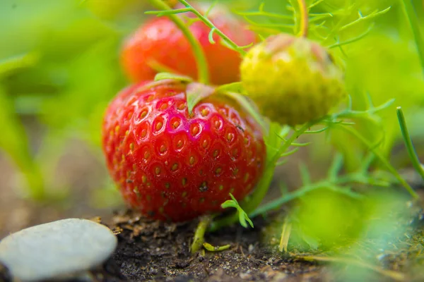 Zoete Oogst Natuurlijke Aardbeien Vers Uit Tuin Noord Europa — Stockfoto