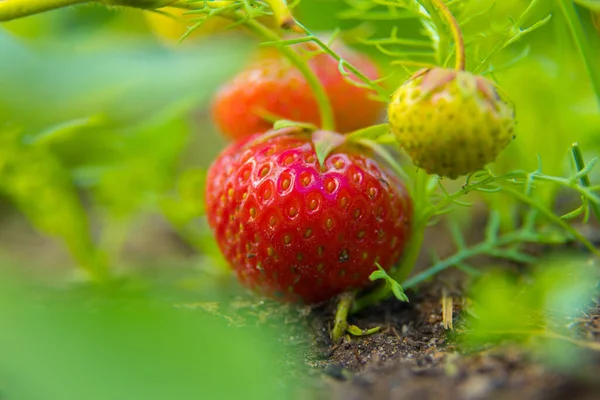 Zoete Oogst Natuurlijke Aardbeien Vers Uit Tuin Noord Europa — Stockfoto