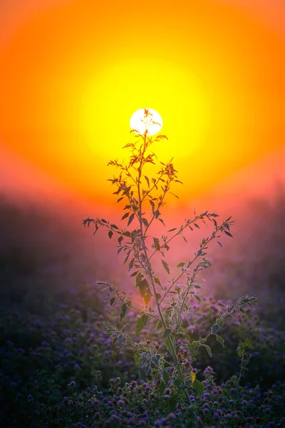 Golden Embrace Rośliny Łąki Letniej Skąpane Blasku Wschodu Słońca Europie — Zdjęcie stockowe