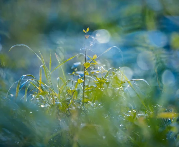 黄金の抱擁 北ヨーロッパの日の出グローで入浴夏の牧草地植物 — ストック写真
