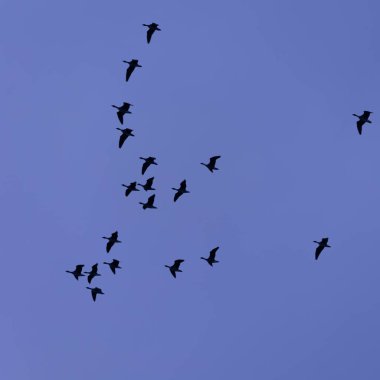 Kırsal kesimin Kanatları: Kuzey Avrupa 'da Kırsal İlkbaharda Yerel Kuşlar Büyüleyici