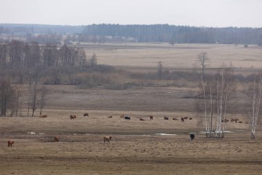Baharın Nazik Devleri: Kürklü Kahverengi İnek Sürüsü Kuzey Avrupa 'da Otlanıyor