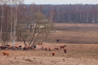 Baharın Nazik Devleri: Kürklü Kahverengi İnek Sürüsü Kuzey Avrupa 'da Otlanıyor