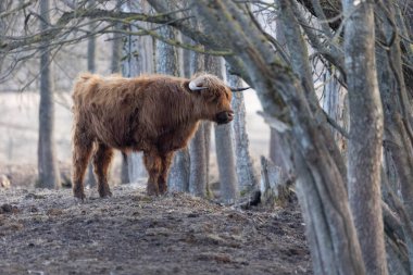 Vahşi Güzel Tasmasız: Kuzey Avrupa 'da İlkbaharın başlarında Kürklü Kahverengi İneğin Görkemli Portresi