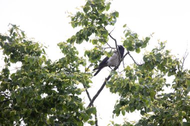 Mistik Gözlemci: Kuzey Avrupa 'daki şubelerin arasına tünemiş karga