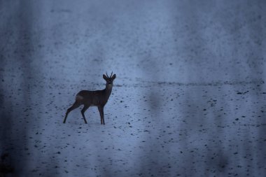 Enchanted Encounters: Curious Female Geyer in the Early Morning Field in Kuzey Avrupa