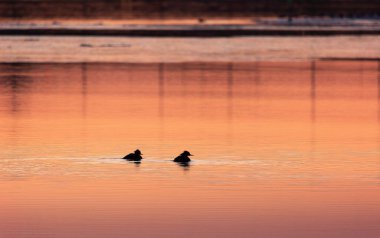 Sessiz Huzur: Kuzey Avrupa 'da Gündoğumu Nehrinde süzülen Ördek Silueti
