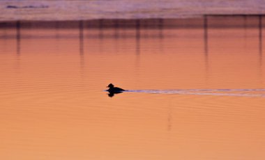 Sessiz Huzur: Kuzey Avrupa 'da Gündoğumu Nehrinde süzülen Ördek Silueti
