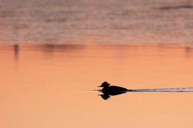 Sessiz Huzur: Kuzey Avrupa 'da Gündoğumu Nehrinde süzülen Ördek Silueti