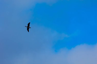 Güzel erken bahar manzarası - Kuzey Avrupa 'da gökyüzünde uçan ördekler