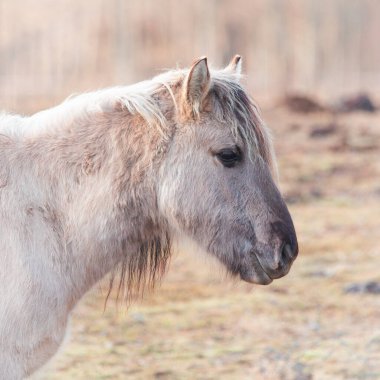 Evcilleştirilmemiş Majesteleri: Kuzey Avrupa 'da İlkbaharın Başlarında Vahşi Bir Atın Büyüleyici Portresi