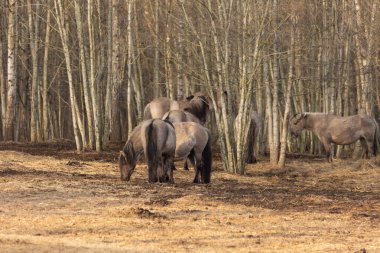 Zarif Özgürlük: Kuzey Avrupa 'da Baharın Başında Görkemli Vahşi Atlar Dolaşıyor