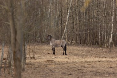 Zarif Özgürlük: Kuzey Avrupa 'da Baharın Başında Görkemli Vahşi Atlar Dolaşıyor