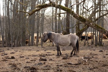 Zarif Özgürlük: Kuzey Avrupa 'da Baharın Başında Görkemli Vahşi Atlar Dolaşıyor