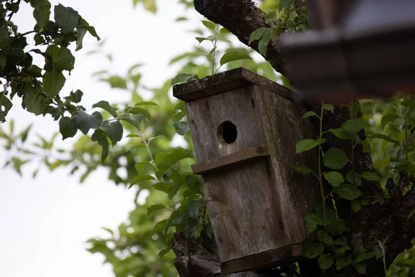 Chirping Haven Wooden Bird House Nestled Garden Північна Європа — стокове фото