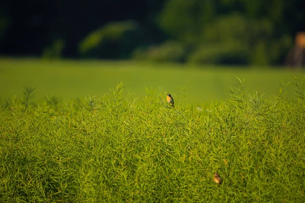 stock image Wings of the Countryside: Captivating Local Birds in Rural Spring in Northern Europe