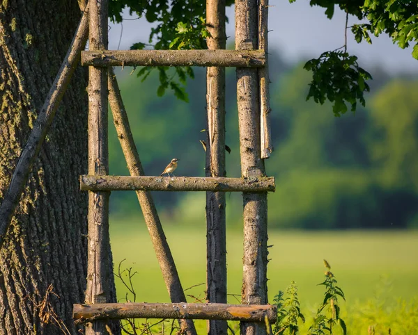 Kırsal Kesimin Kanatları Kuzey Avrupa Kırsal Lkbaharda Yerel Kuşlar Büyüleyici — Stok fotoğraf