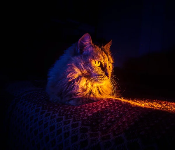 Goldene Schnurrhaare Hauskatze Sonnt Sich Morgen Warmem Licht — Stockfoto