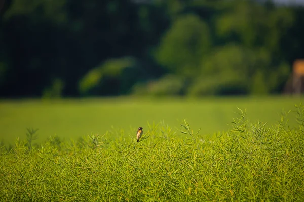 Eine Wunderschöne Frühlingslandschaft Mit Einem Einheimischen Wildvogel — Stockfoto