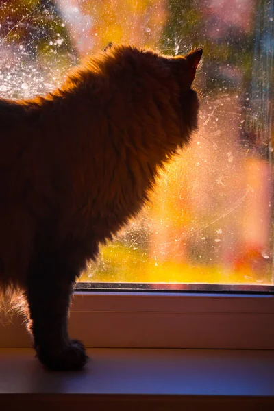 Золоті Щупальця Домашні Коти Гріються Теплій Радіації Вранці — стокове фото