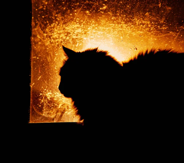 Goldene Schnurrhaare Hauskatze Sonnt Sich Morgen Warmem Licht — Stockfoto