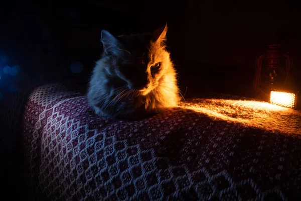 Hyggeligt Selskab House Cat Bask Golden Sofa Glow Kontrast Lys - Stock-foto