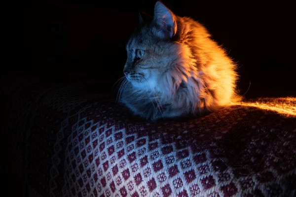 Cozy Companionship House Cat Basking Golden Sofa Glow Contrast Light — Stock Photo, Image